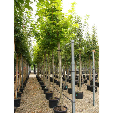 ACER platanoides PRINCETON GOLD En pot de 35-50 litres forme tige hauteur du tronc 180-200 cm