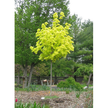 ACER platanoides PRINCETON GOLD