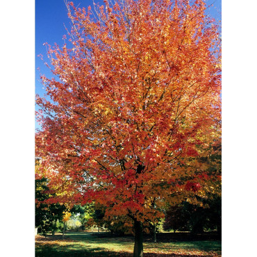 ACER rubrum