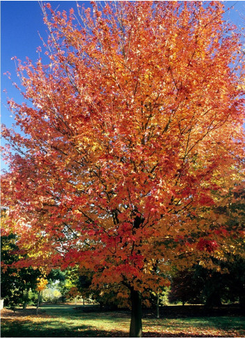 ACER rubrum