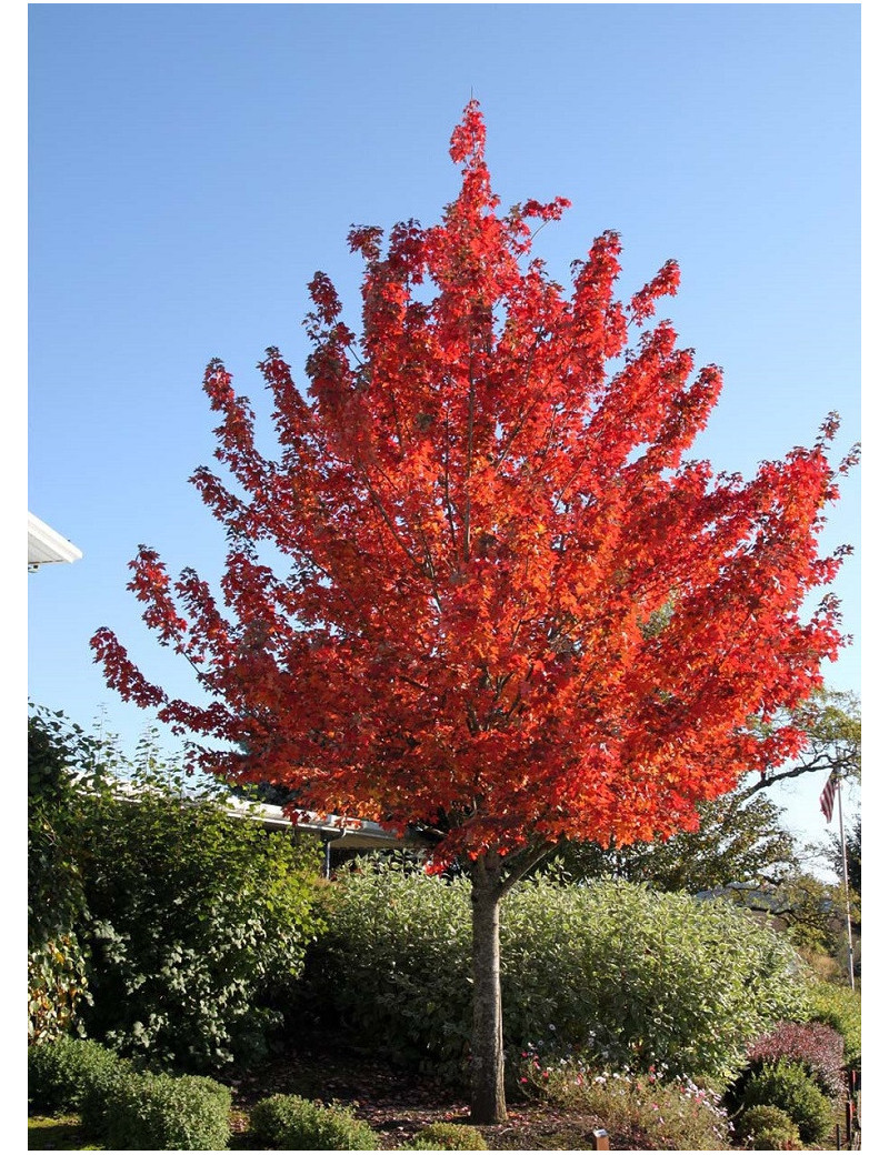 ACER rubrum