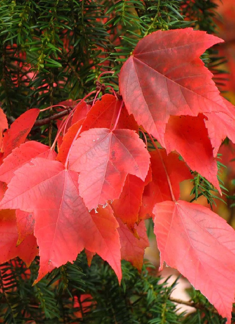 erable-rouge-acer-rubrum.jpg