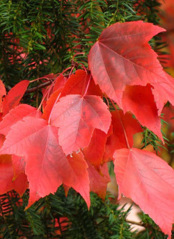 erable-rouge-acer-rubrum.jpg