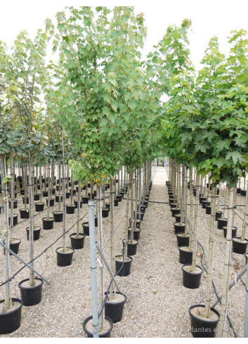ACER rubrum En pot de 35-50 litres tige hauteur du tronc 190-210 cm circonférence du tronc 12-14 cm