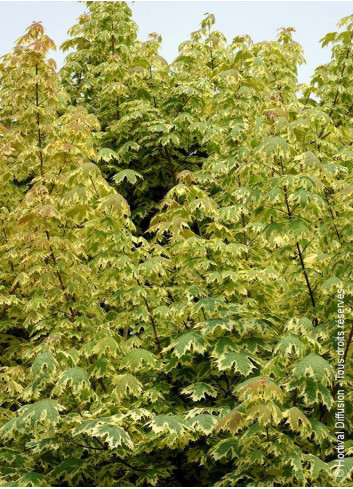 ACER platanoides DRUMONDII