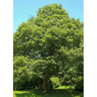 ACER pseudoplatanus