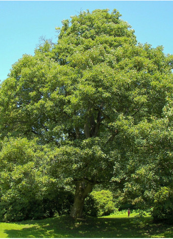 ACER pseudoplatanus