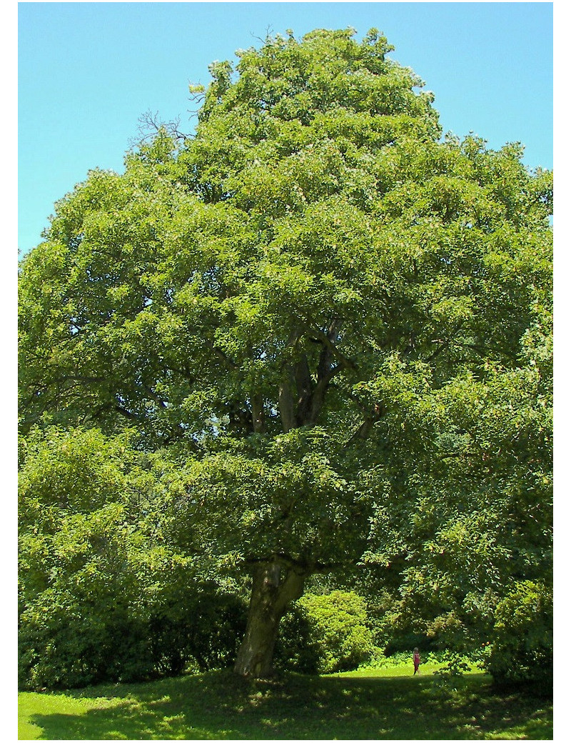 ACER pseudoplatanus