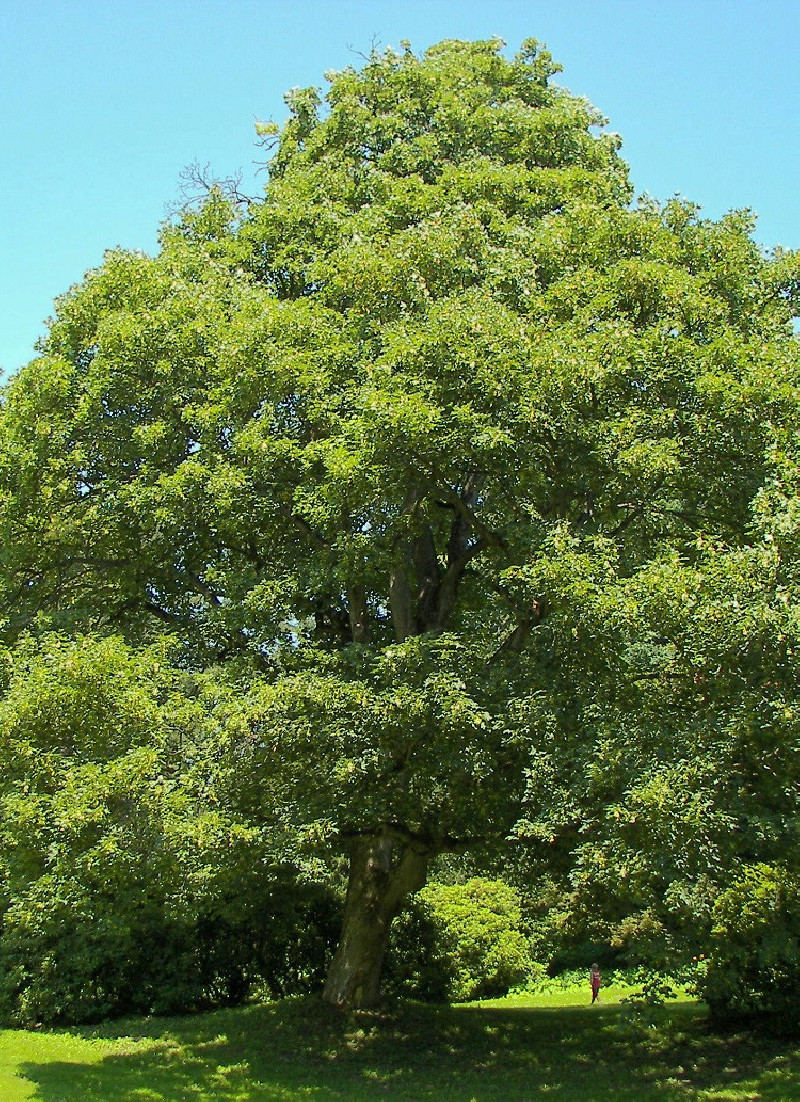ACER pseudoplatanus