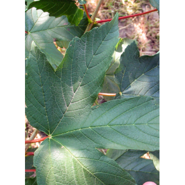 ACER pseudoplatanus