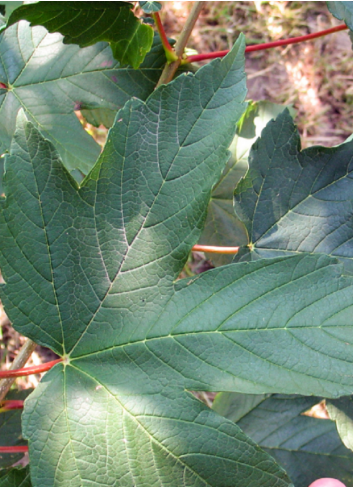 ACER pseudoplatanus