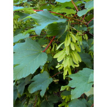 ACER pseudoplatanus