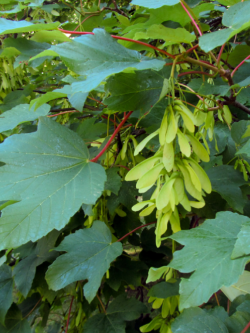 ACER pseudoplatanus