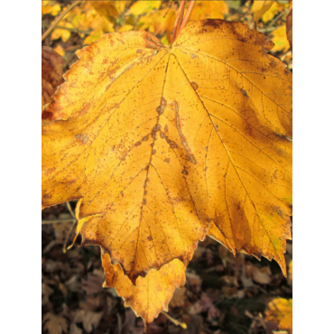 ACER pseudoplatanus