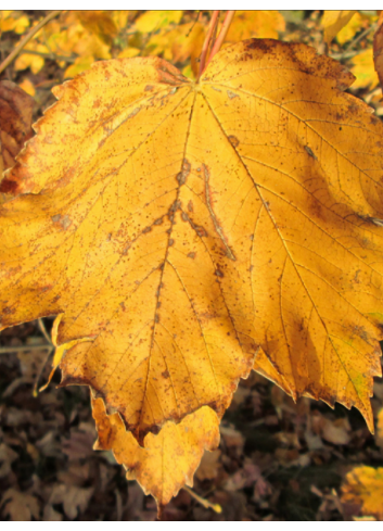 ACER pseudoplatanus