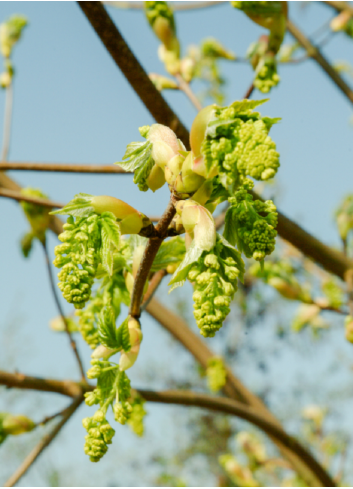 ACER pseudoplatanus