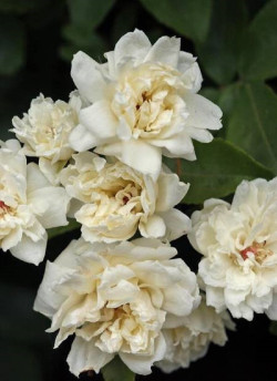 ROSA banksiae ALBA PLENA