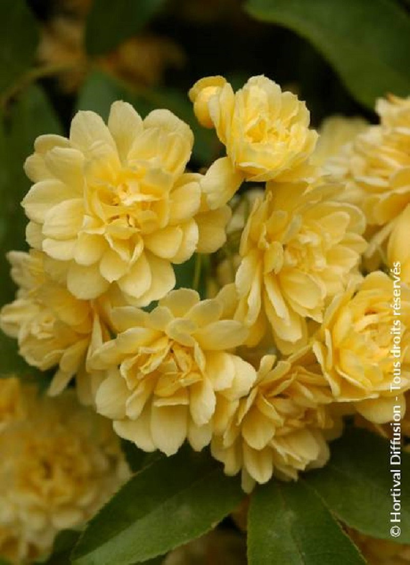 ROSA banksiae LUTEA
