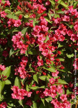 WEIGELA BRISTOL RUBY