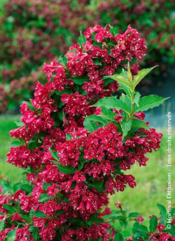 WEIGELA RED PRINCE