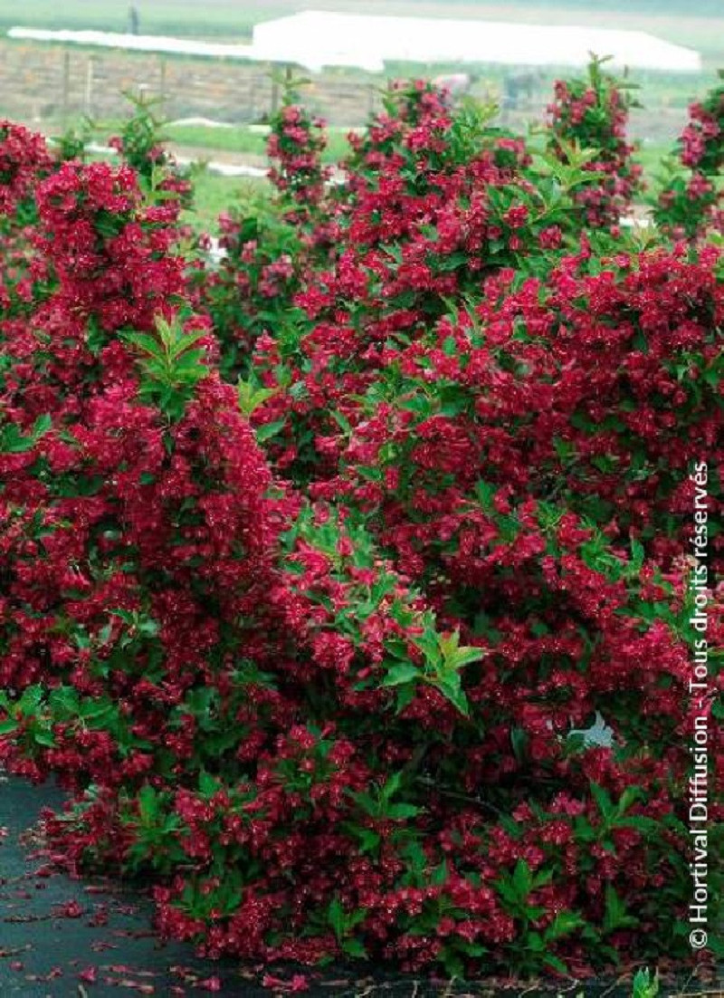 WEIGELA RED PRINCE