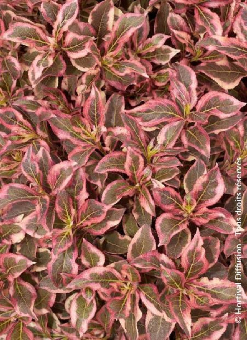 WEIGELA florida MONET