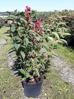 WEIGELA BRISTOL RUBY En pot de 10-12 litres