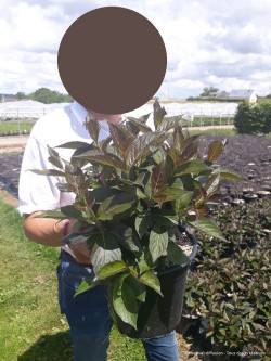 WEIGELA EBONY & IVORY En pot de 4-5 litres