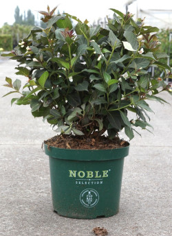 WEIGELA EBONY & IVORY En pot de 10-12 litres