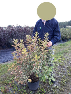 WEIGELA florida NANA VARIEGATA En pot de 10-12 litres