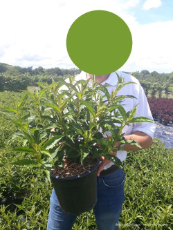 WEIGELA SNOWFLAKE En pot de 4-5 litres