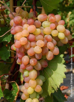 VIGNE DE TABLE KATHARINA