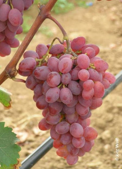 VIGNE DE TABLE KATHARINA