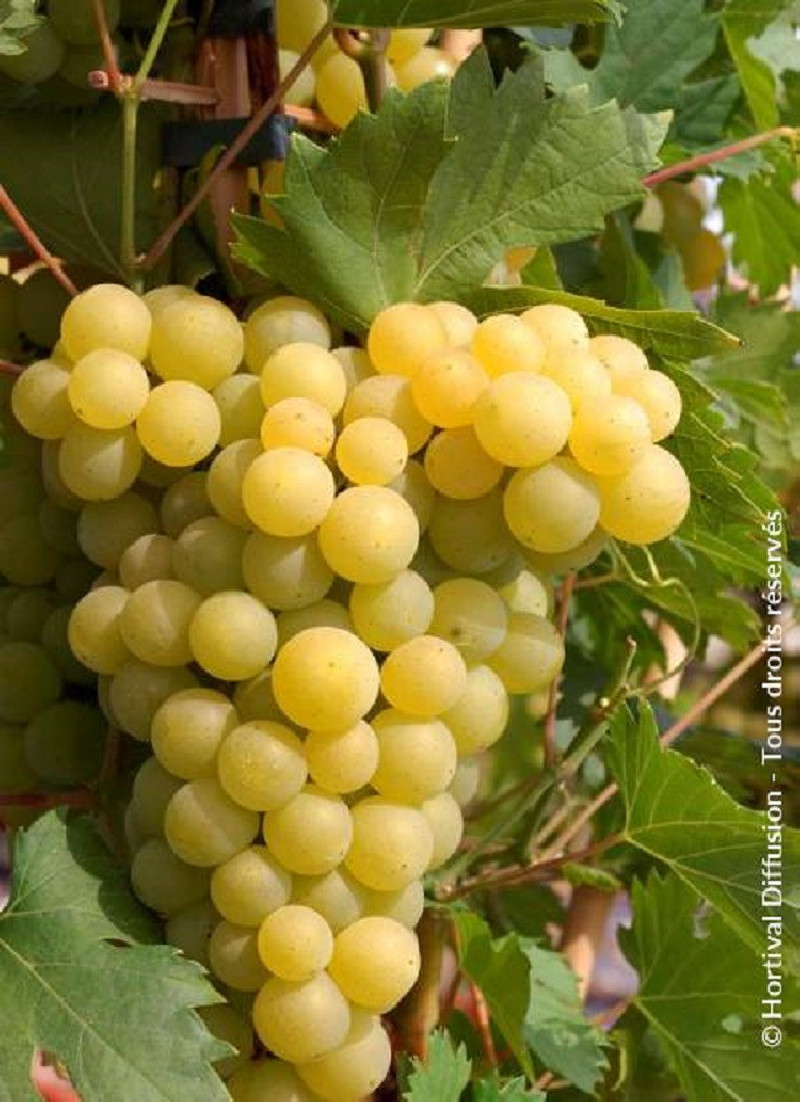 VIGNE DE TABLE FANNY