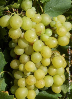 vigne-dattier-de-beyrouth-vitis-vinifera-dattier-de-beyrouth.jpg