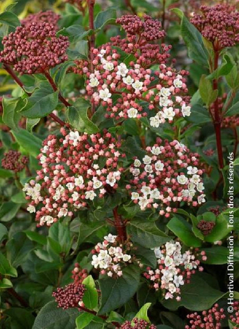 VIBURNUM tinus EVE PRICE