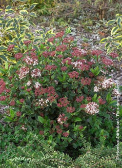 VIBURNUM tinus EVE PRICE