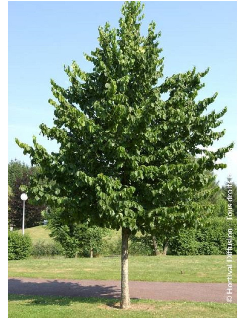 TILIA platyphyllos