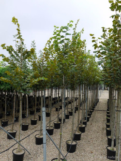 TILIA platyphyllos En pot de 35-50 litres tige hauteur du tronc 190-210 cm