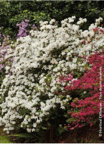 AZALEA japonica DOROTHY HEIDEN