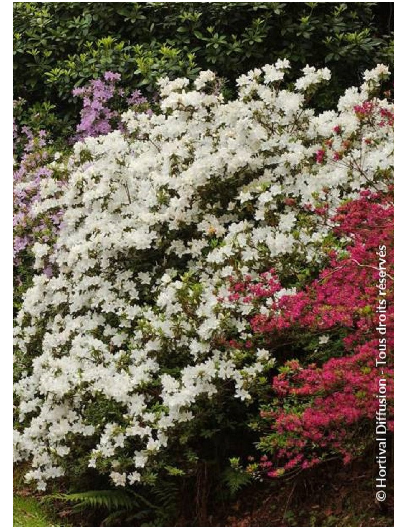 AZALEA japonica DOROTHY HEIDEN