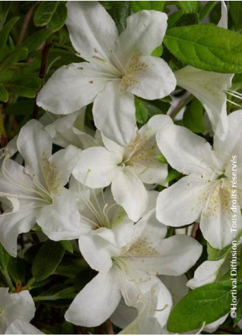 AZALEA japonica DOROTHY HEIDEN