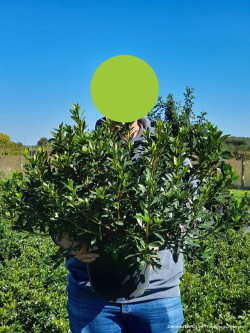 AZALEA japonica En pot de 10-12 litres buisson diamètre 040-050 cm