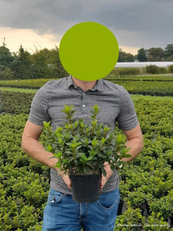 AZALEA japonica En pot de 2-3 litres buisson