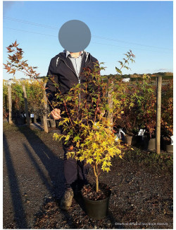 ACER palmatum SENKAKI ou SANGOKAKU En pot de 10-12 litres buisson hauteur 060-080 cm