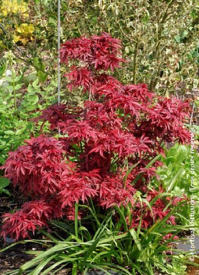 Érable Du Japon 'Shaina' - Pot 19cm - Hauteur 80-90cm - Feuilles Rouges - Résistant Au Froid