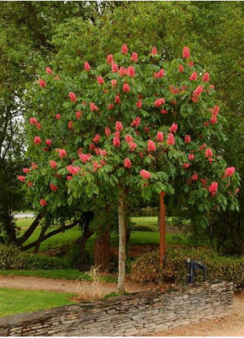 AESCULUS carnea BRIOTII