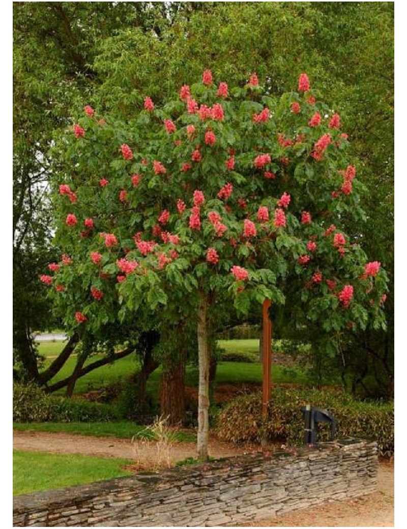 AESCULUS carnea BRIOTII