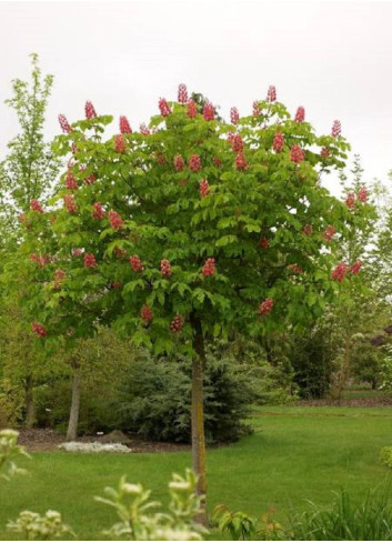 AESCULUS carnea BRIOTII