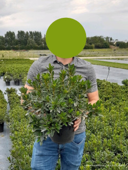 AZALEA japonica En pot de 4-5 litres diamètre 030-040 cm